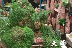 晋州假山石盆景